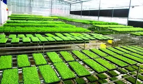 工廠化育秧引領農業新變革 成本銳減60%，引爆機械化升級浪潮